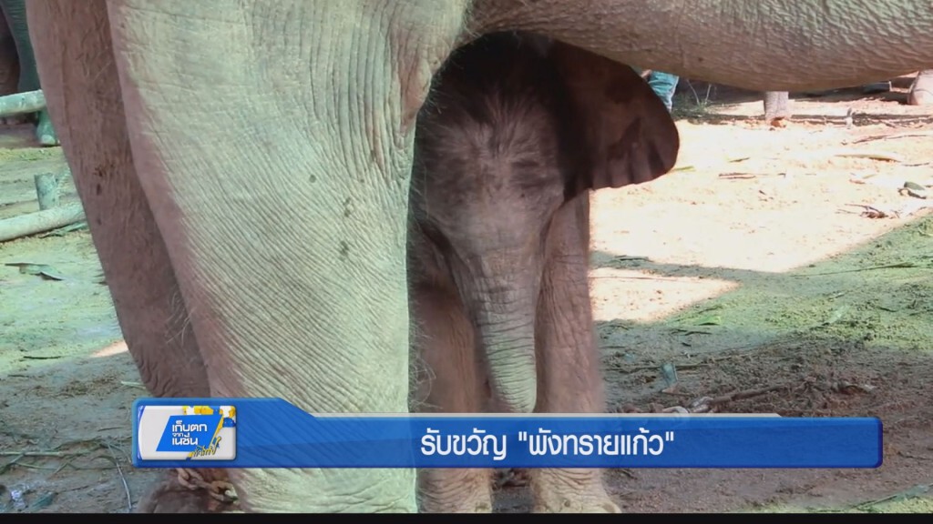 รับขวัญ "พังทรายแก้ว"