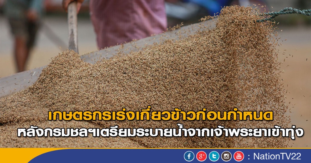 เกษตรกรเร่งเกี่ยวข้าวก่อนกำหนด
หลังกรมชลฯเตรียมระบายน้ำจากเจ้าพระยาเข้าทุ่ง เกษตรกรเร่งเกี่ยวข้าวก่อนกำหนด
หลังกรมชลฯเตรียมระบายน้ำจากเจ้าพระยาเข้าทุ่ง