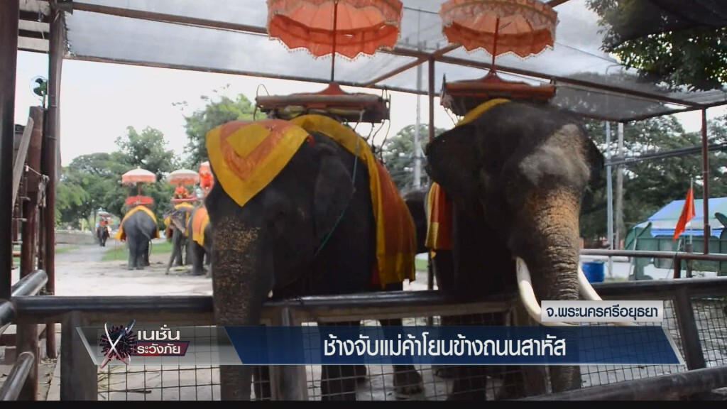 ระวังภัย - ช้างจับแม่ค้าโยนข้างถนนสาหัส