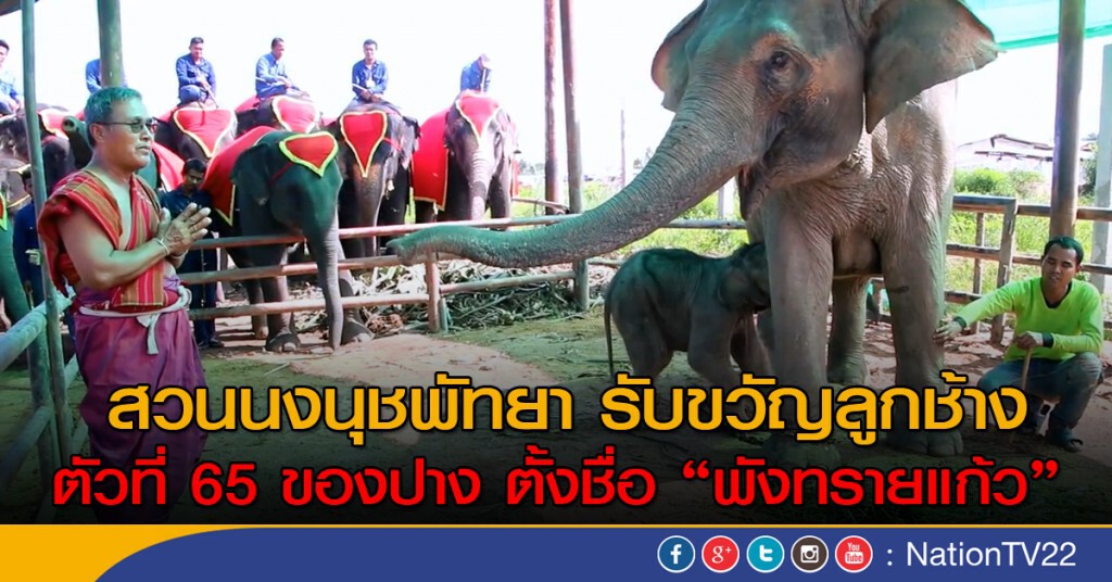 สวนนงนุชพัทยา รับขวัญลูกช้างตั้งชื่อ พังทรายแก้ว ตัวที่ 65 ของปางช้าง สวนนงนุชพัทยา รับขวัญลูกช้างตั้งชื่อ พังทรายแก้ว ตัวที่ 65 ของปางช้าง