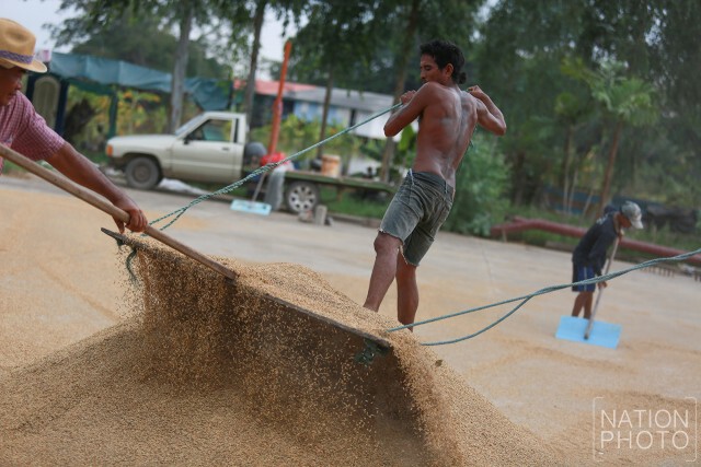 เกษตรกรเร่งเกี่ยวข้าวก่อนกำหนด
หลังกรมชลฯเตรียมระบายน้ำจากเจ้าพระยาเข้าทุ่ง