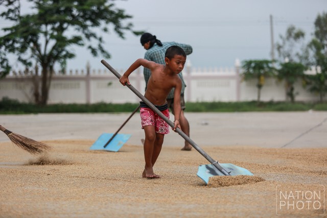 เกษตรกรเร่งเกี่ยวข้าวก่อนกำหนด
หลังกรมชลฯเตรียมระบายน้ำจากเจ้าพระยาเข้าทุ่ง