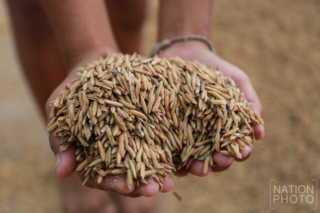 เกษตรกรเร่งเกี่ยวข้าวก่อนกำหนด
หลังกรมชลฯเตรียมระบายน้ำจากเจ้าพระยาเข้าทุ่ง