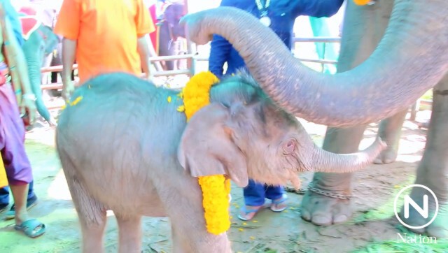 สวนนงนุชพัทยา รับขวัญลูกช้างตั้งชื่อ พังทรายแก้ว ตัวที่ 65 ของปางช้าง