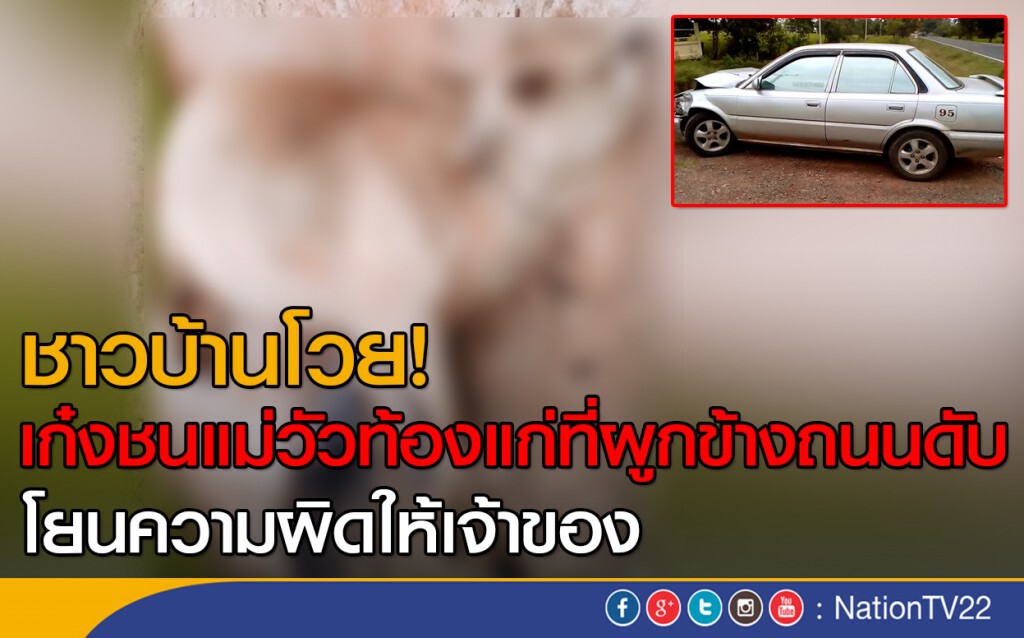 ชาวบ้านโวย! เก๋งชนแม่วัวท้องแก่ที่ผูกข้างถนนดับ โยนความผิดให้เจ้าของ ชาวบ้านโวย! เก๋งชนแม่วัวท้องแก่ที่ผูกข้างถนนดับ โยนความผิดให้เจ้าของ
