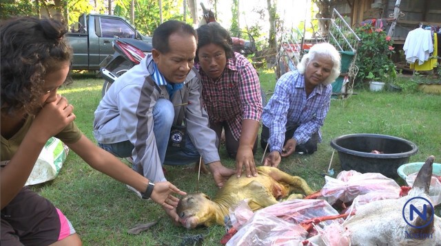 ชาวบ้านโวย! เก๋งชนแม่วัวท้องแก่ที่ผูกข้างถนนดับ โยนความผิดให้เจ้าของ