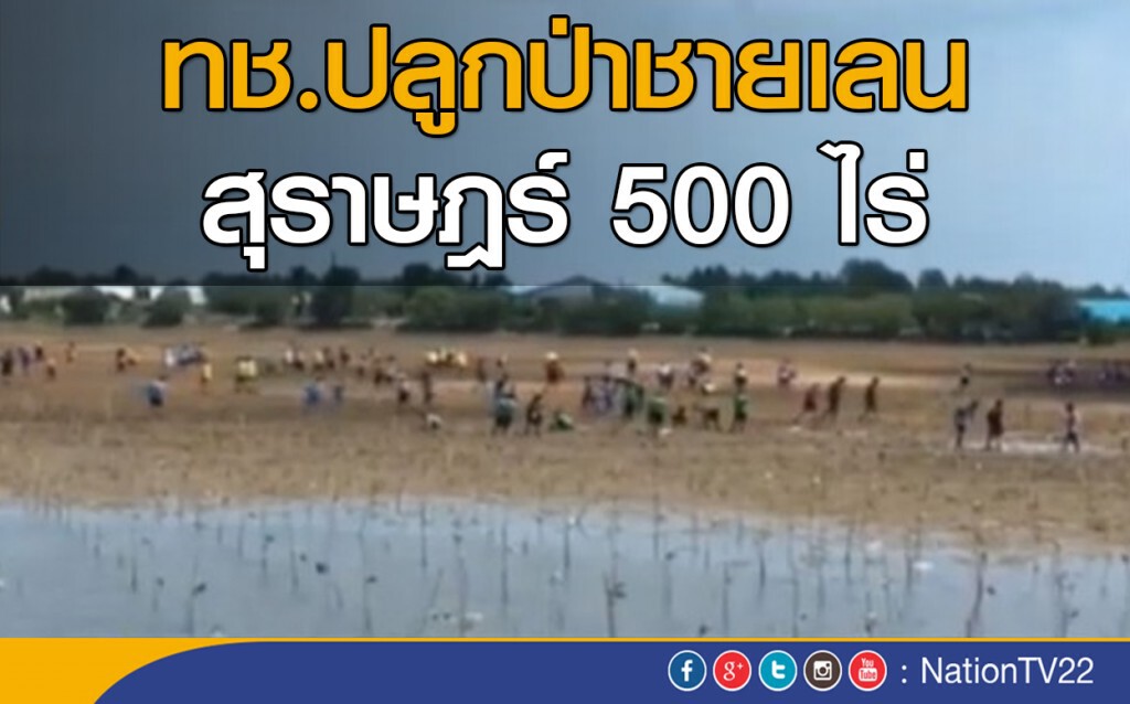 ทช.ปลูกป่าชายเลนสุราษฎร์ 500 ไร่