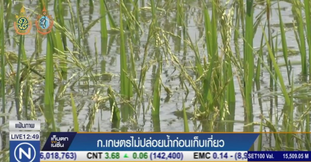 ก.เกษตรฯ ยันไม่ปล่อยให้น้ำท่วมก่อนเก็บเกี่ยว ก.เกษตรฯ ยันไม่ปล่อยให้น้ำท่วมก่อนเก็บเกี่ยว