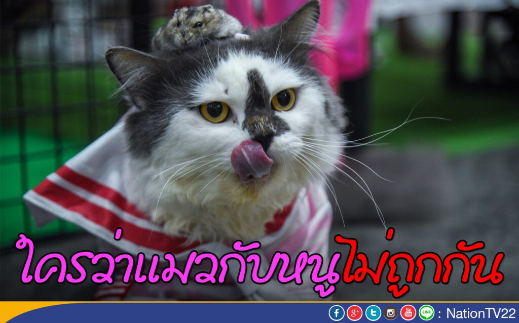 ใครว่าแมวกับหนูไม่ถูกกัน ใครว่าแมวกับหนูไม่ถูกกัน