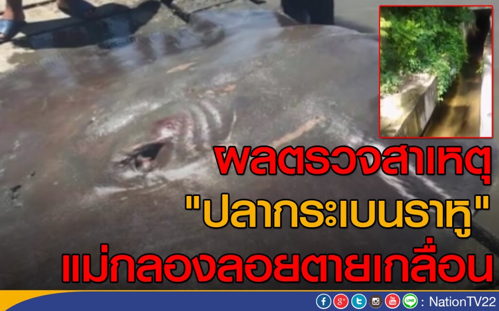 ผลตรวจสาเหตุ "ปลากระเบนราหู" แม่กลองลอยตายเกลื่อน ผลตรวจสาเหตุ "ปลากระเบนราหู" แม่กลองลอยตายเกลื่อน