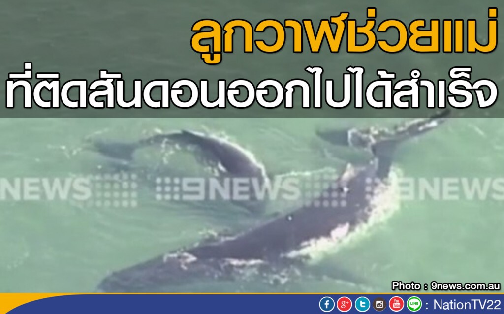 ลูกวาฬช่วยแม่ ที่ติดสันดอนออกไปได้สำเร็จ ลูกวาฬช่วยแม่ ที่ติดสันดอนออกไปได้สำเร็จ