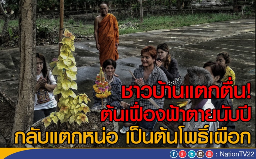 ชาวบ้านแตกตื่น ต้นเฟื่องฟ้าตายนับปีกลับแตกหน่อออกมาเป็นต้นโพธิ์เผือก