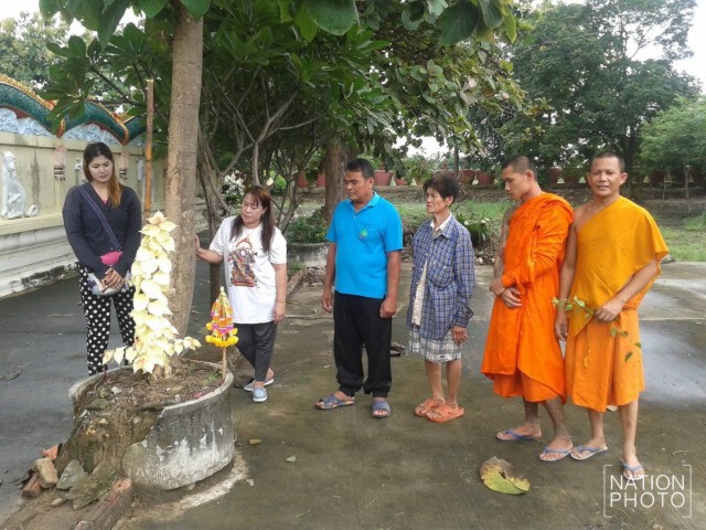 ชาวบ้านแตกตื่น ต้นเฟื่องฟ้าตายนับปีกลับแตกหน่อออกมาเป็นต้นโพธิ์เผือก