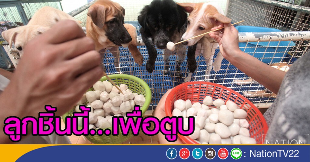 ผู้ใจบุญ ป้อนอาหารสุนัข ในมูลนิธิบ้านสงเคราะห์สัตว์พิการ ผู้ใจบุญ ป้อนอาหารสุนัข ในมูลนิธิบ้านสงเคราะห์สัตว์พิการ