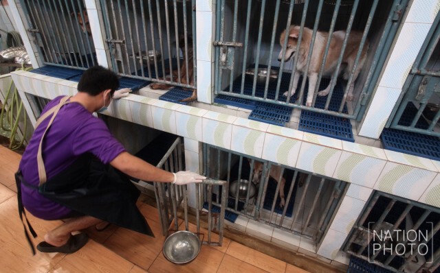 ผู้ใจบุญ ป้อนอาหารสุนัข ในมูลนิธิบ้านสงเคราะห์สัตว์พิการ