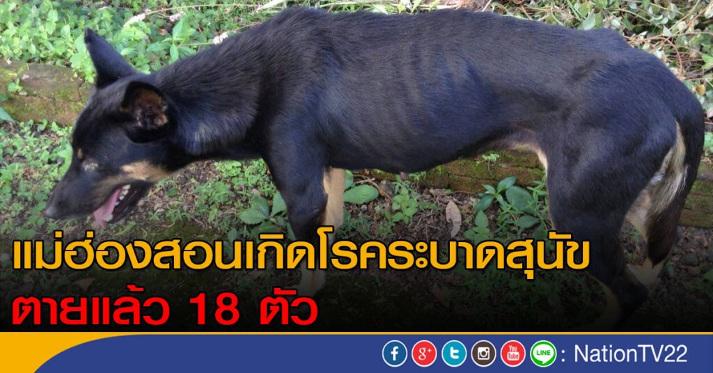 โรคระบาดสุนัขตาย 18 ตัว โรคระบาดสุนัขตาย 18 ตัว