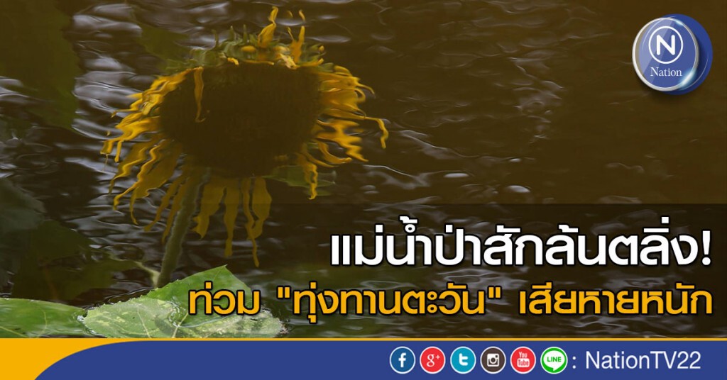 แม่น้ำป่าสักล้นตลิ่ง! ท่วม "ทุ่งทานตะวัน" เสียหายเกือบทั้งหมด แม่น้ำป่าสักล้นตลิ่ง! ท่วม "ทุ่งทานตะวัน" เสียหายเกือบทั้งหมด
