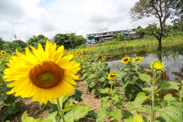 แม่น้ำป่าสักล้นตลิ่ง! ท่วม "ทุ่งทานตะวัน" เสียหายเกือบทั้งหมด