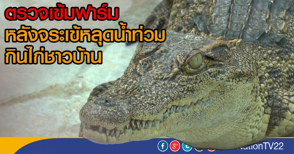 ตรวจเข้มฟาร์มหลังจระเข้หลุดน้ำท่วมกินไก่ชาวบ้าน