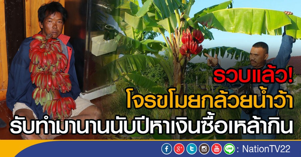 รวบแล้ว!  โจรขโมยกล้วยน้ำว้า
รับทำมานานนับปีหาเงินซื้อเหล้ากิน