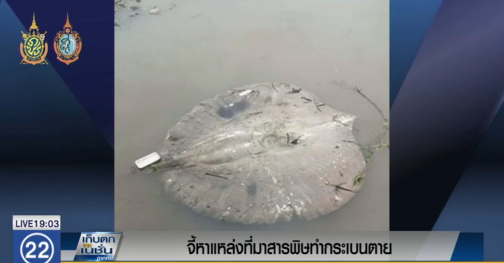ผู้เชี่ยวชาญ จี้หาแหล่งที่มาสารพิษ สาเหตุ "กระเบนราหู" ตาย ผู้เชี่ยวชาญ จี้หาแหล่งที่มาสารพิษ สาเหตุ "กระเบนราหู" ตาย