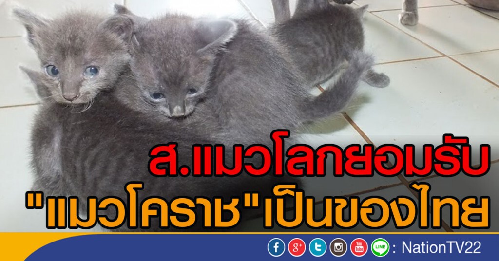 สมาคมแมวโลกยอมรับแมวโคราชเป็นของไทย