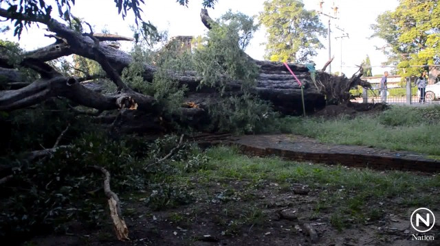 ต้นมะขามวัดใหญ่ 300 ปี โค่น