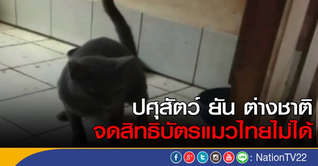 ยันต่างชาติจดสิทธิบัตรแมวไทยไม่ได้ ยันต่างชาติจดสิทธิบัตรแมวไทยไม่ได้