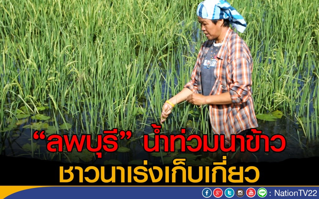 "ลพบุรี" น้ำท่วมนาข้าวชาวนาเร่งเกี่ยวข้าว "ลพบุรี" น้ำท่วมนาข้าวชาวนาเร่งเกี่ยวข้าว