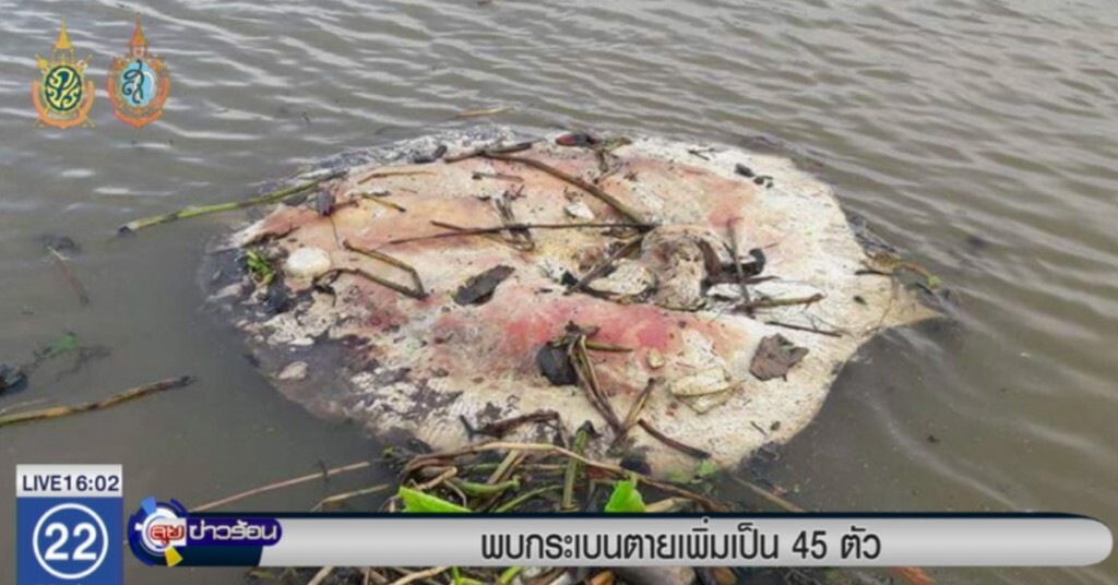 พบปลากระเบนราหูตายเพิ่มเป็น 45 ตัว