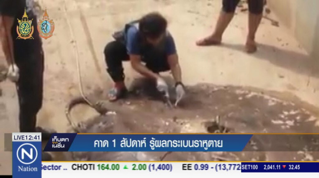 คาด 1 สัปดาห์รู้ผลกระเบนราหูตาย คาด 1 สัปดาห์รู้ผลกระเบนราหูตาย