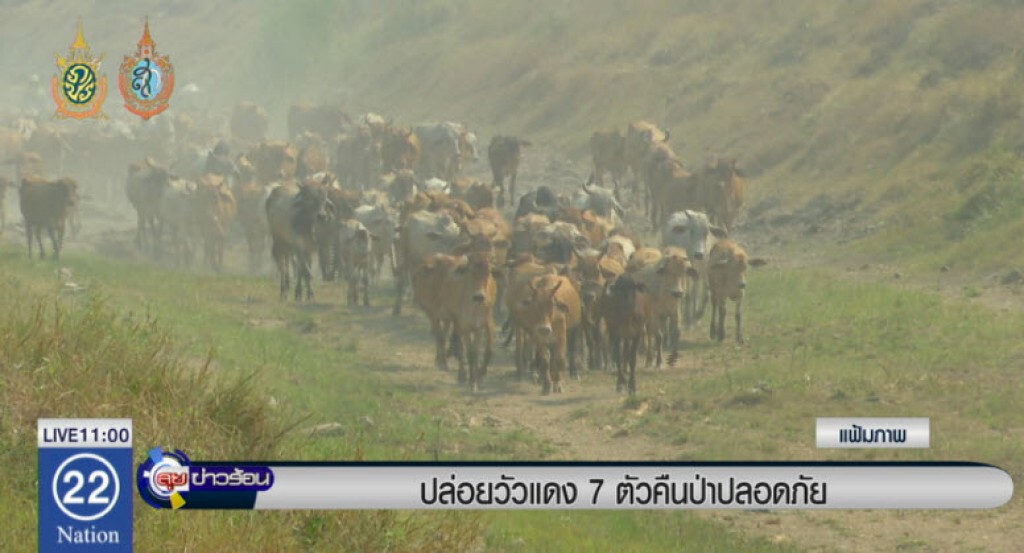 ปล่อยวัวแดง 7 ตัวคืนป่าปลอดภัย ปล่อยวัวแดง 7 ตัวคืนป่าปลอดภัย