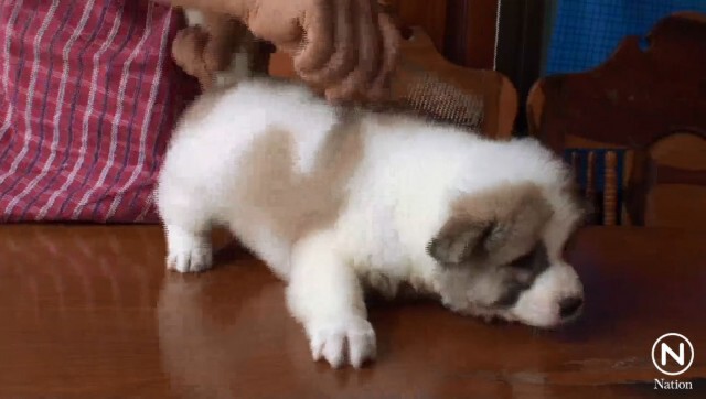 สุนัขบางแก้วคว้าแชมป์ "ยูโรด๊อกโชว์" ประเทศเบลเยียม