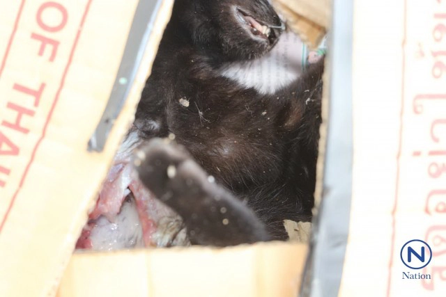 อีโอดีรุดสอบกล่องต้องสงสัย
วางทิ้งย่านบางปู
พบเป็น"แมวดำ"ตายในกล่อง