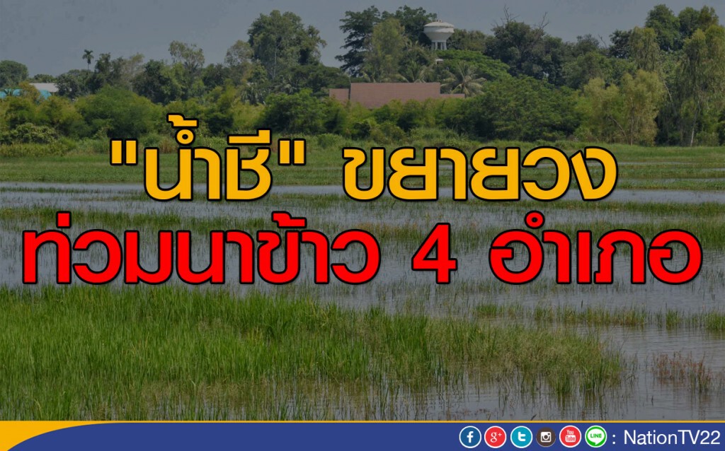 "น้ำชี" ขยาย วงท่วมนาข้าว 4 อำเภอ "น้ำชี" ขยาย วงท่วมนาข้าว 4 อำเภอ