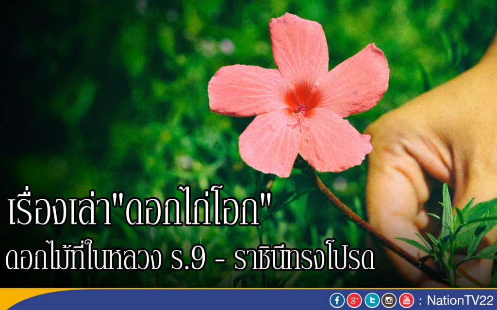 เรื่องเล่า "ดอกไก่โอก"ดอกไม้ที่ในหลวง ร.9 และพระราชินีทรงโปรด