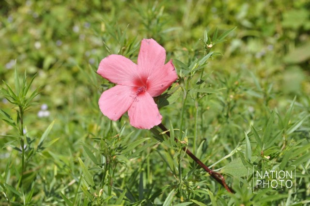 เรื่องเล่า "ดอกไก่โอก"ดอกไม้ที่ในหลวง ร.9 และพระราชินีทรงโปรด
