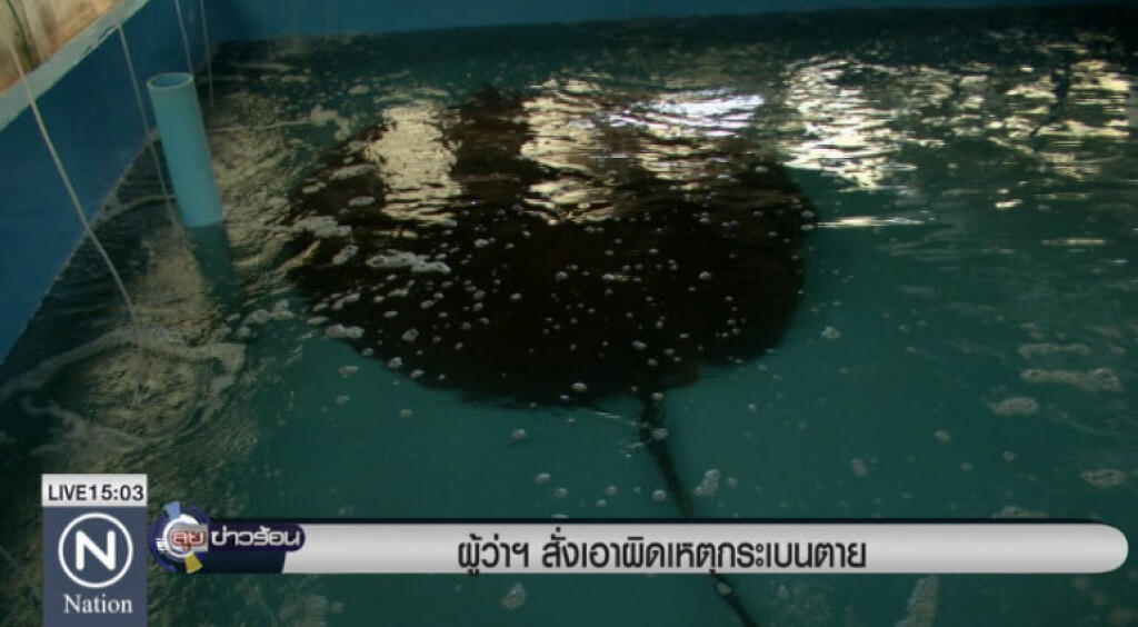 ผู้ว่าฯสั่งเอาผิดเหตุกระเบนตาย ผู้ว่าฯสั่งเอาผิดเหตุกระเบนตาย