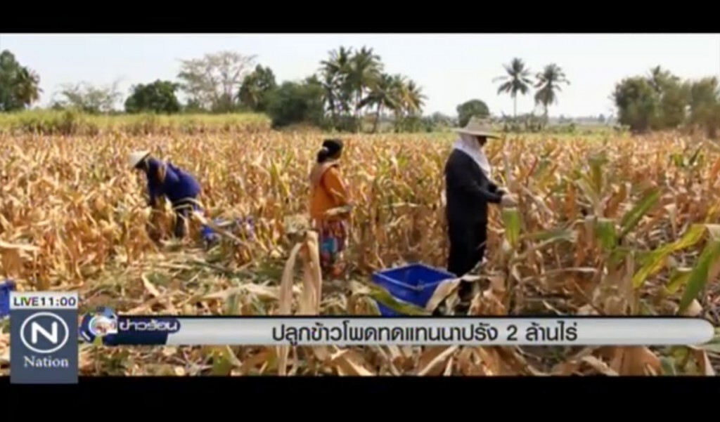 ปลูกข้าวโพดทดแทนนาปรัง 2 ล้านไร่ ปลูกข้าวโพดทดแทนนาปรัง 2 ล้านไร่