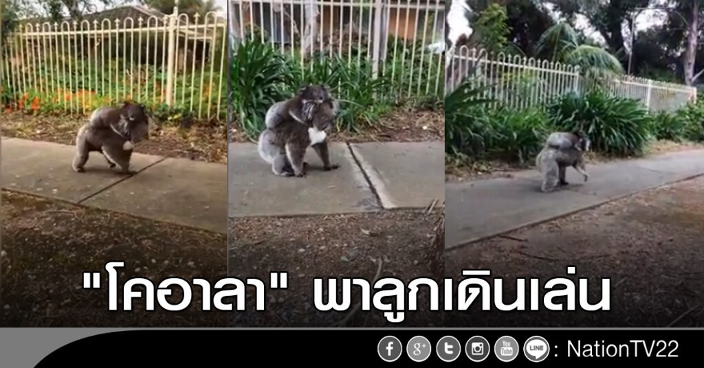 "โคอาลา" พาลูกเดินเล่น "โคอาลา" พาลูกเดินเล่น