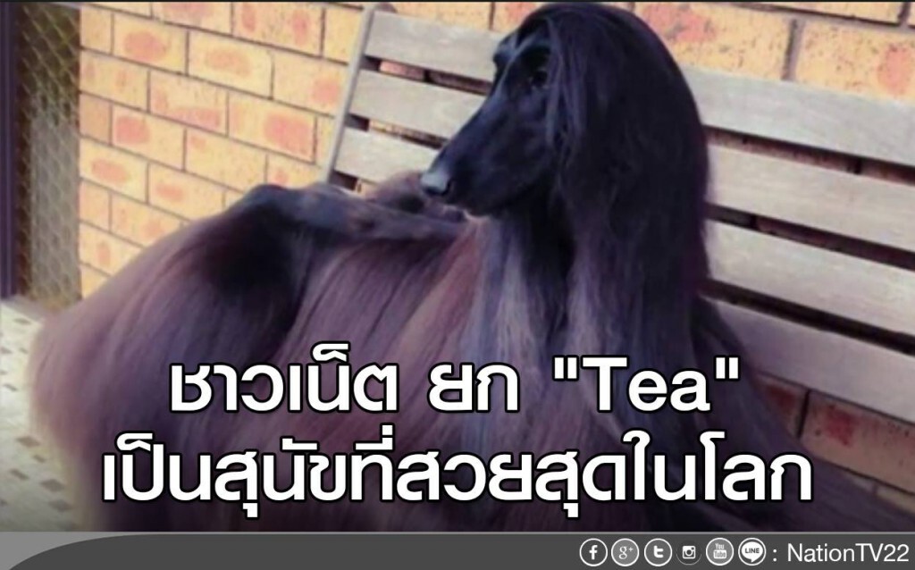 ชาวเน็ต ยก "Tea" เป็นสุนัขที่สวยสุดในโลก ชาวเน็ต ยก "Tea" เป็นสุนัขที่สวยสุดในโลก