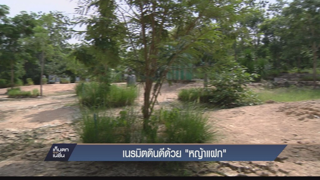 รายงาน เนรมิตดินดีด้วย "หญ้าแฝก" รายงาน เนรมิตดินดีด้วย "หญ้าแฝก"
