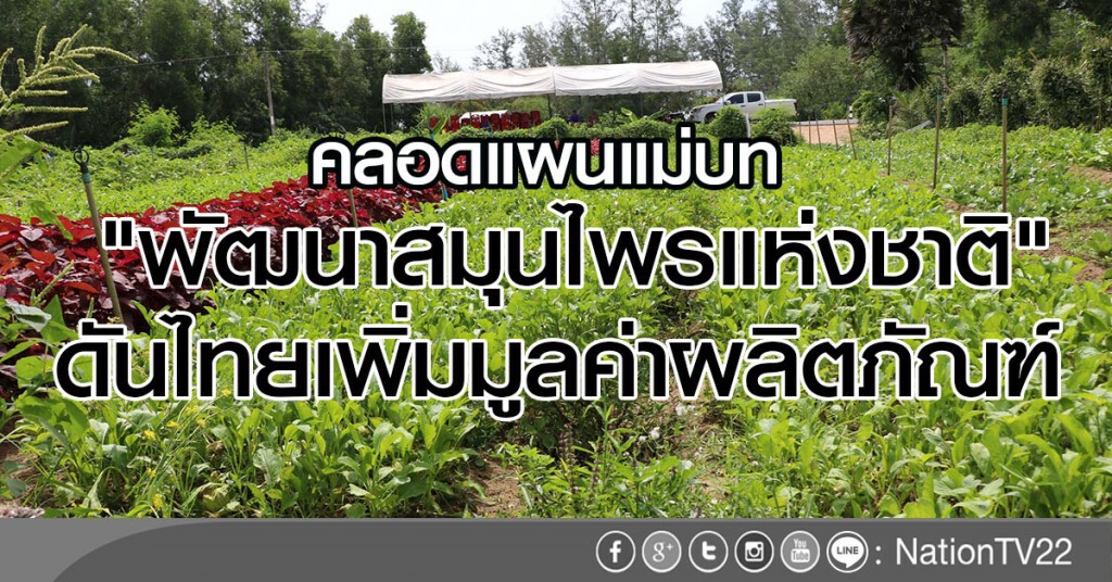 คลอดแผนแม่บท
"พัฒนาสมุนไพรแห่งชาติ"
ดันไทยเพิ่มมูลค่าผลิตภัณฑ์ คลอดแผนแม่บท
"พัฒนาสมุนไพรแห่งชาติ"
ดันไทยเพิ่มมูลค่าผลิตภัณฑ์