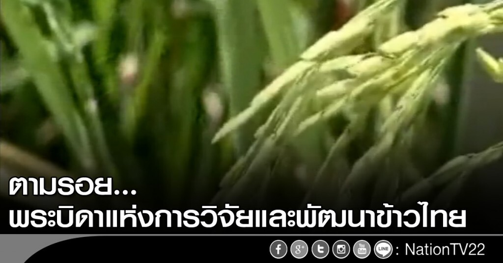 ตามรอยพระบิดาแห่งการวิจัยและพัฒนาข้าวไทย
