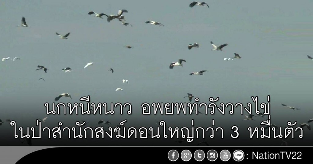 นกหนีหนาว อพยพทำรังวางไข่ในป่าสำนักสงฆ์ดอนใหญ่ กว่า 3 หมื่นตัว