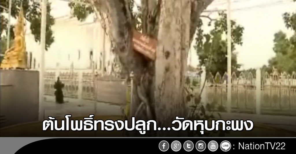 ต้นโพธิ์ทรงปลูก...วัดหุบกะพง ต้นโพธิ์ทรงปลูก...วัดหุบกะพง