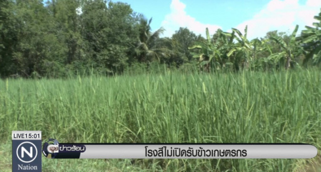 โรงสีไม่เปิดรับข้าวเกษตกร โรงสีไม่เปิดรับข้าวเกษตกร