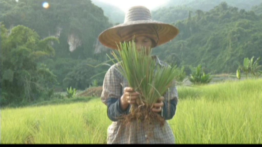 หญ้าแฝก ศาสตร์พระราชาจากลูกสู่แม่2
