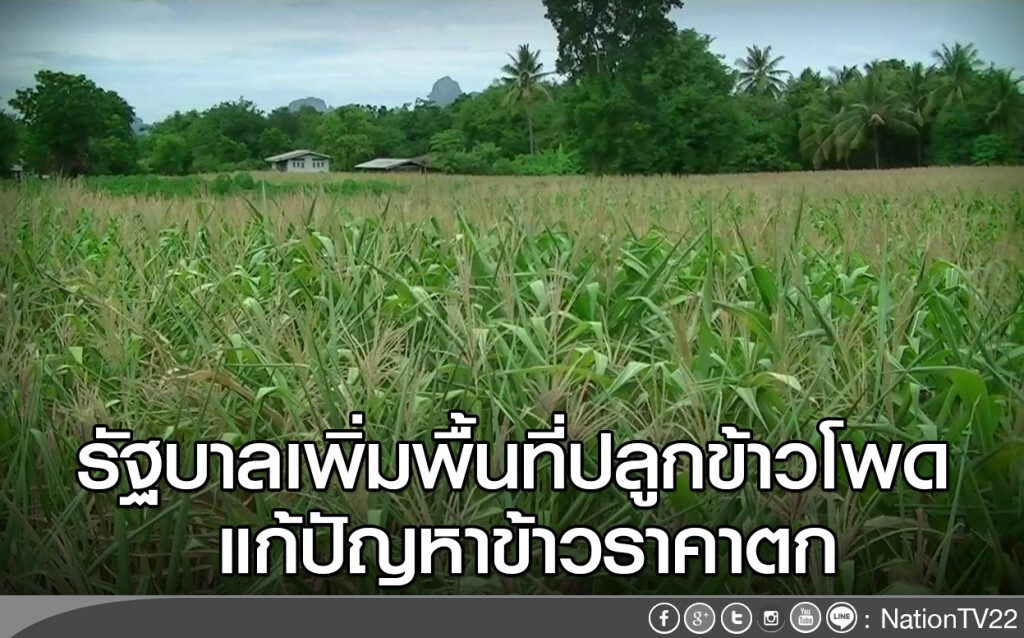 รัฐบาลเพิ่มพื้นที่ปลูกข้าวโพด แก้ปัญหาข้าวราคาตก รัฐบาลเพิ่มพื้นที่ปลูกข้าวโพด แก้ปัญหาข้าวราคาตก