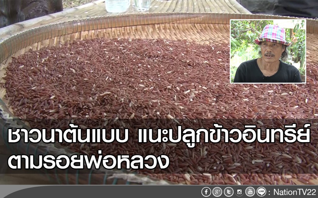 ชาวนาต้นแบบ แนะปลูกข้าวอินทรีย์ตามรอยพ่อหลวง ชาวนาต้นแบบ แนะปลูกข้าวอินทรีย์ตามรอยพ่อหลวง